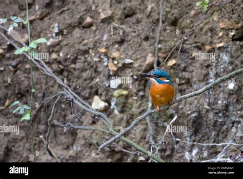 Male Common Kingfisher Stock Photo Alamy