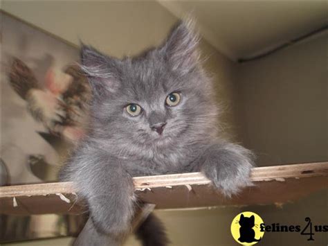 Nebelung kitten