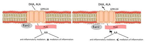 Biomedicines | Free Full-Text | The Role of GPR120 Receptor in ...