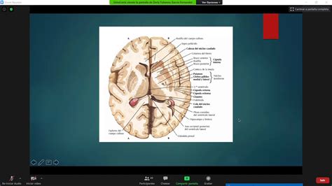 Sistema extrapiramidal Clase 7 Neuroanatomía Dra Derly Yohanna García