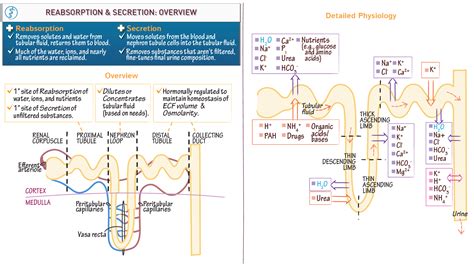 Nephron Reabsorption And Secretion Diagram