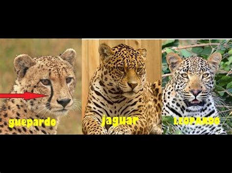 Diferencia Entre Leopardo Guepardo Y Jaguar Todo Lo Que Necesitas