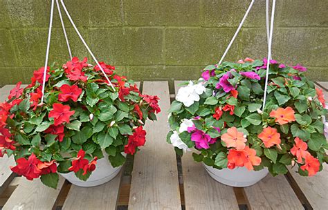 impatiens in hanging baskets at Bengerts in West Seneca - Buffalo ...