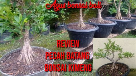 Review Bonsai Kimeng Hasil Pecah Batang Program Bonsai Bonsai Bali