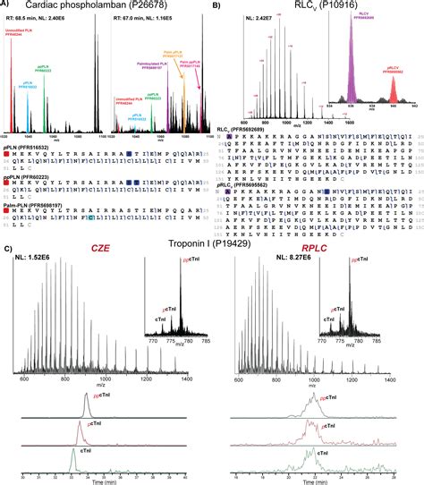 Mapping The Proteoform Landscape Of Five Human Tissues Journal Of