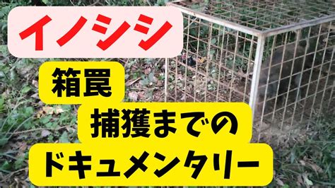 イノシシ 箱罠で捕獲するまでのドキュメンタリー Youtube