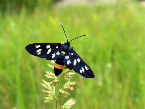 Free Black Butterfly White Spots Butterfly Images Pixabay