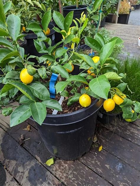 8 Best Lemon Tree Varieties for Containers | Balcony Garden Web