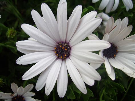 White Daisy Free Stock Photo Public Domain Pictures