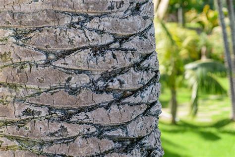 Banco De Imagens árvore Natureza Rocha Ramo Plantar Madeira