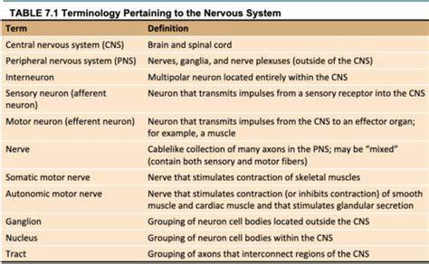 Module 5 Chapter 7 The Nervous System Flashcards Quizlet