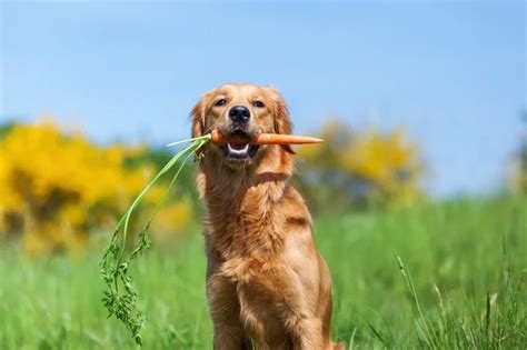 Cachorro Pode Comer Cenoura Descubra Blog Da Cobasi