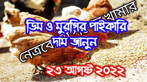 ২৩ আগষ্ট ২০২২🐔 আজকের ডিম ও মুরগির পাইকারি দাম কত জেনে নিন🐓 ব্রয়লার ও