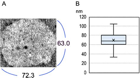 Figure From Serum Free Spontaneously Immortalized Bovine Oviduct