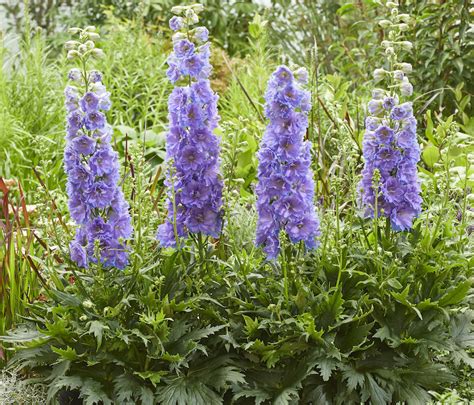 Planting Larkspur Plant Addicts