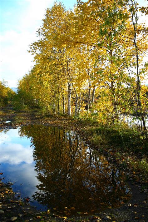 Autumn,forest,lake,reflection,autumn forest - free image from needpix.com