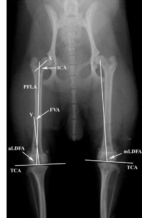 Radiographic Measurement For Femoral Varus In Pomeranian Dogs With And