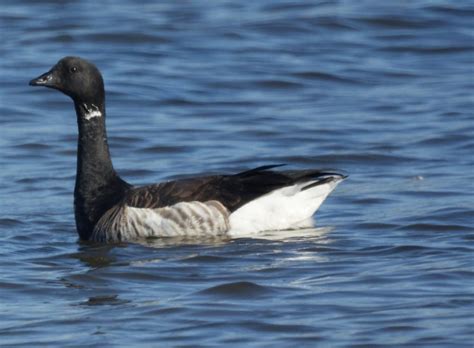 Black Brant Hunting Cold Bay AK | Coldbay Adventures & Lodge