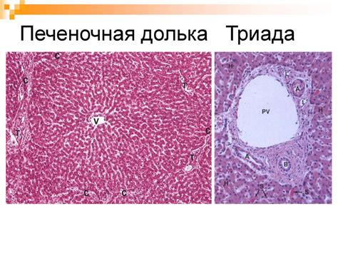 Печень. Развитие печени - презентация онлайн