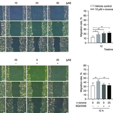 Ionone Accelerates The Migration Of Hacat Cells A Representative