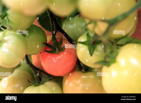 Bush Tomato Hi Res Stock Photography And Images Alamy