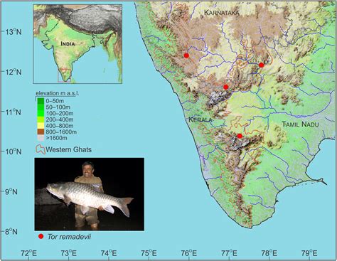 Tigers Of Cauvery Earth S Most Iconic Freshwater Fish Named After