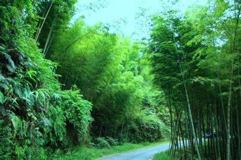 植物圖集：壯觀的魅力竹林 每日頭條