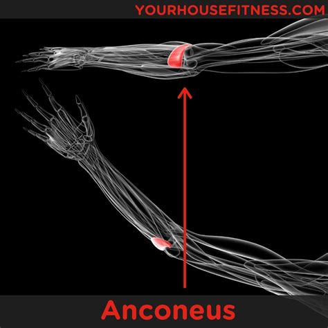 Muscle Breakdown Anconeus