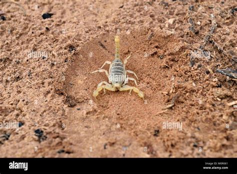 Arizona Bark Scorpion In The Utah Desert Sand Stock Photo Alamy