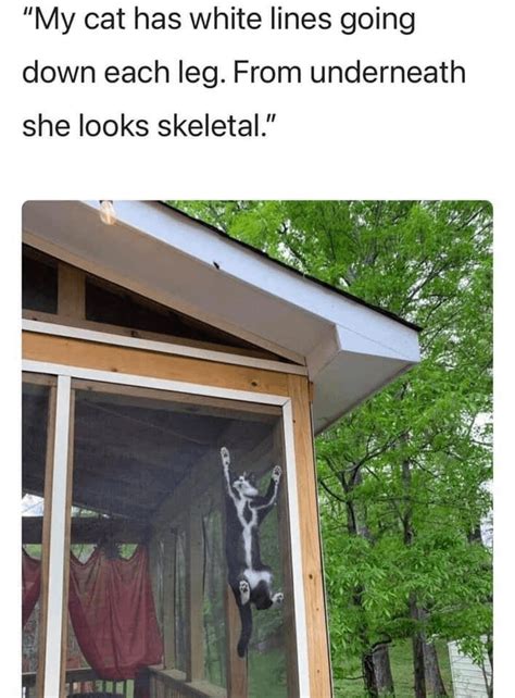 Skelly cat : r/Catmemes