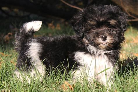 Havachon (Havanese-Bichon Frise Mix) Info, Temperament, Pictures