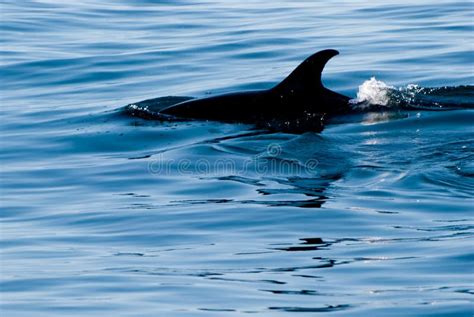 Dolphin fin stock image. Image of portugal, ocean, water - 27373711