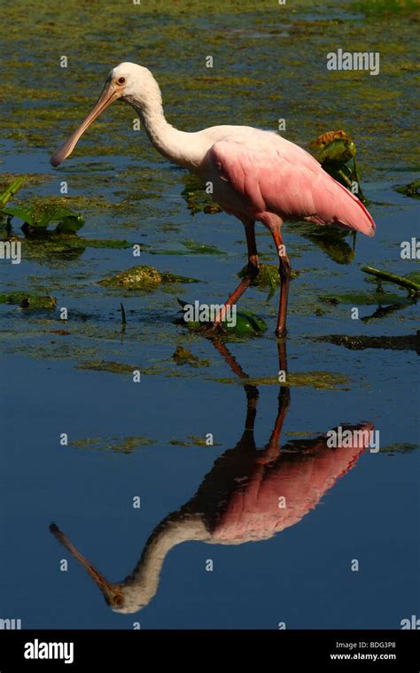 Roseate Spoonbill Reflection Stock Photo Alamy