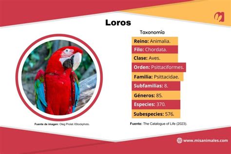 Tipos De Loros Explorando Las Diferentes Especies Y Caracter Sticas