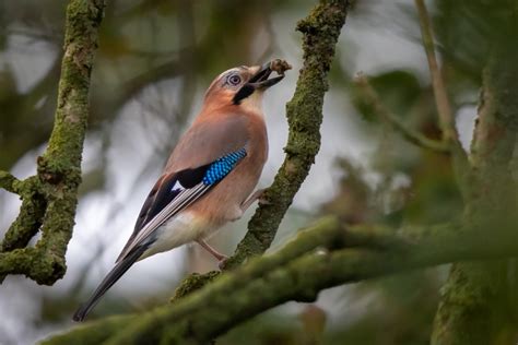 Vroege Vogels Foto Vogels Vlaamse Gaai