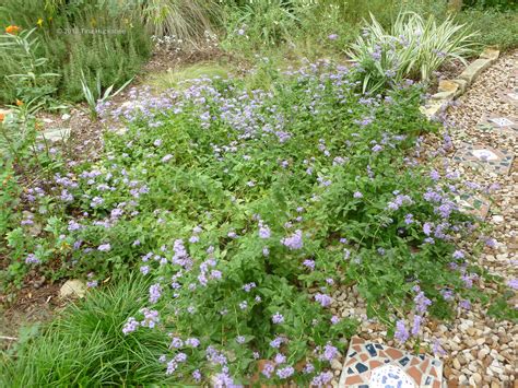 Conoclinium Eupatorium Greggii Blue Mist Greggs Mist Flower Native