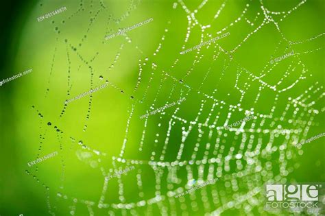 Water Droplets On A Spider Web In Nature Stock Photo Picture And Low