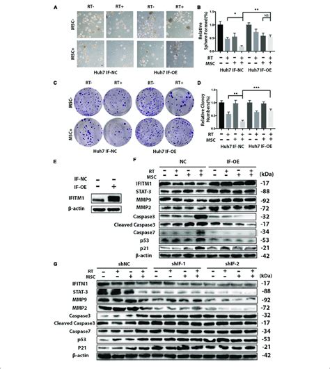 Ifitm1 Interacts With Stat3 And Mmps And Inhibits Downstream P53 And Download Scientific