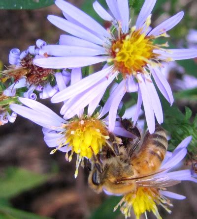 Guidelines for natural beekeeping