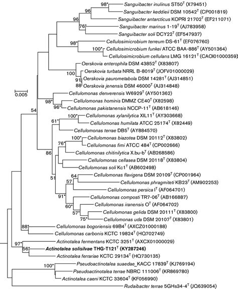 Neighbour Joining Phylogenetic Tree Based On 16s Rrna Gene Sequences