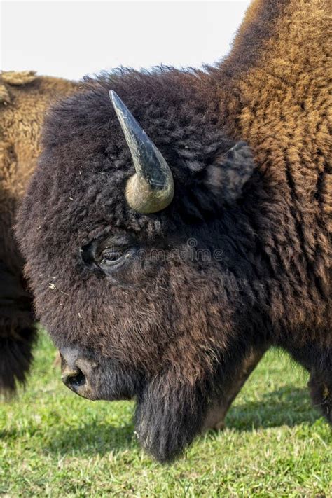 European Bison in the wild stock photo. Image of bull - 158482066