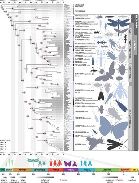 Phylogenetic Tree Of Insects Modified From Misof Et Al The