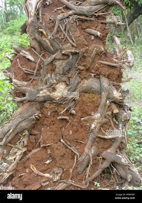 Roots of a dead tree Stock Photo - Alamy