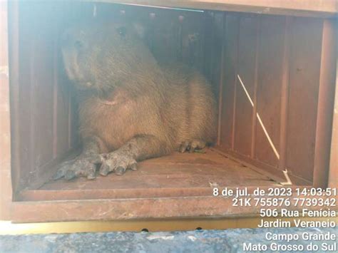 Capivara refugiada em casa abandonada é resgatada pela PMA Capital