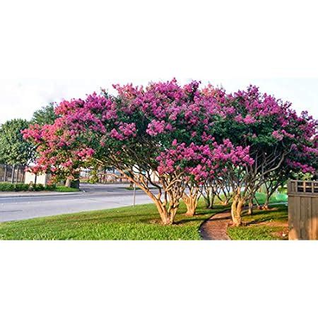 Amazon Bundle Of 4 Texas Lilac Vitex Chaste Trees Live Lilac