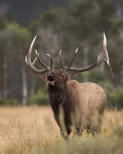 Elk Bull Elk Bull Elk Bugling Yellowstone Wildlife Wildlife Photography Art Fine Art