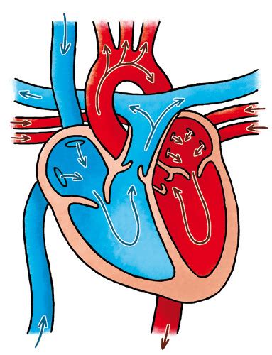 De Bouw Van Het Hart Op Frontale Doorsnede Diagram Quizlet