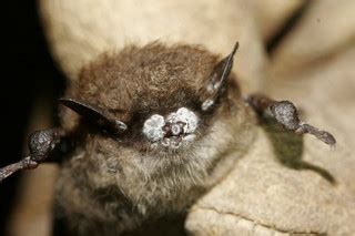 LDWF: Fungus That Causes White-nose Syndrome in Bats Detected in ...