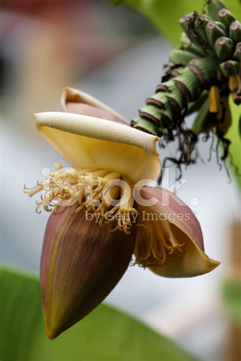 Banana Tree Flower Stock Photo | Royalty-Free | FreeImages