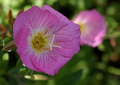 Nachtkerze Rosabl Tige Pink Evening Primrose Oenothera Speciosa